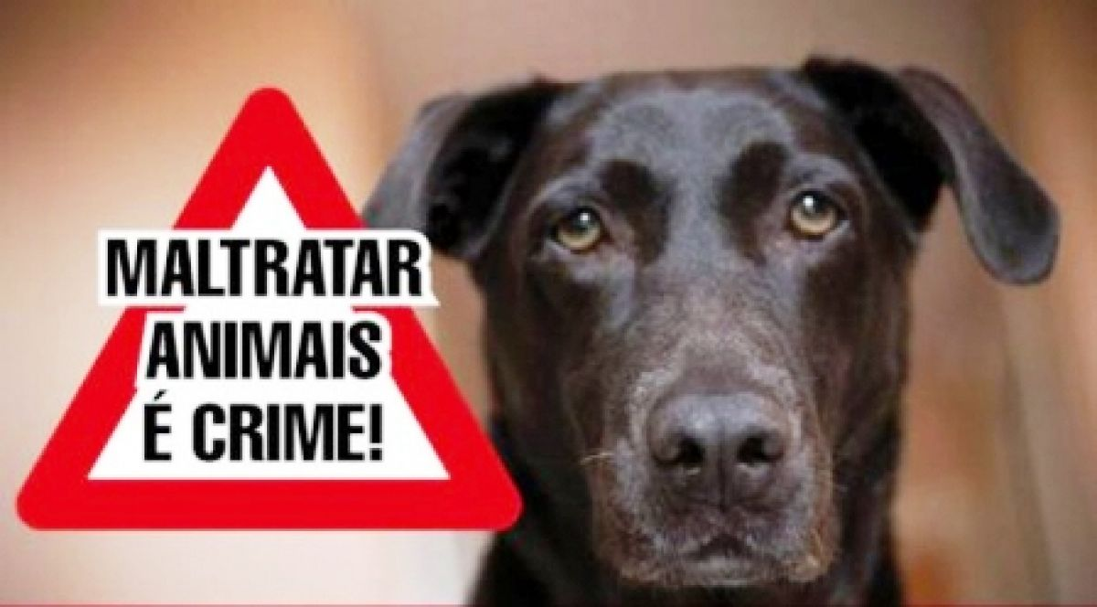 Em C. Mourão:  Maus tratos a animais punidos  com sanções e penalidades