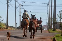 Projeto pretende tirar cavalos das ruas e rodovias de CM
